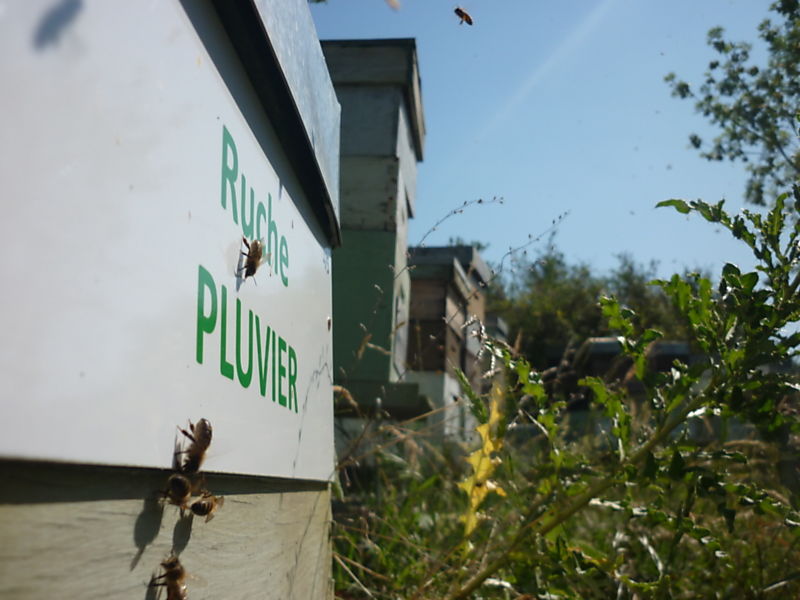 La ruche Pluvier