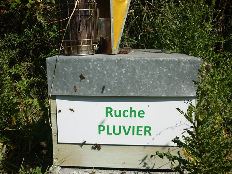 La ruche Pluvier