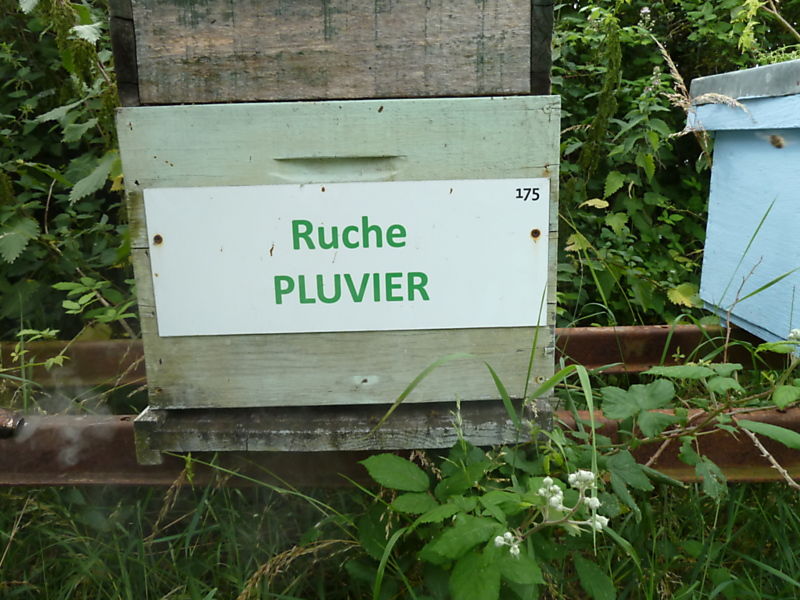 La ruche Pluvier
