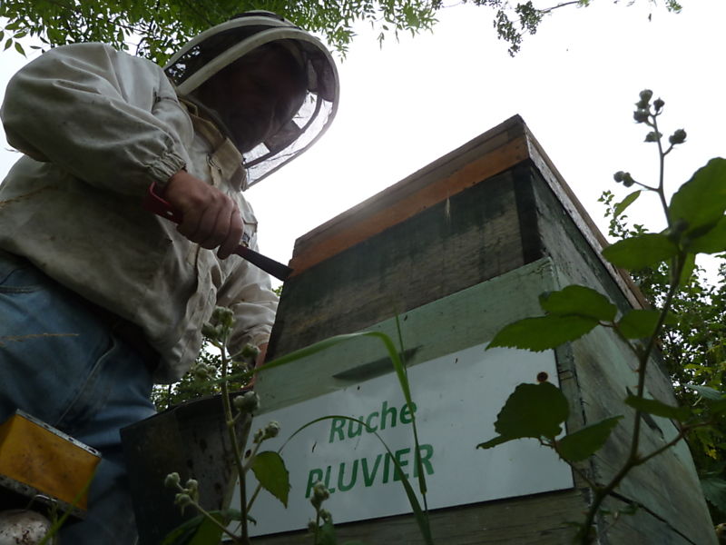 La ruche Pluvier