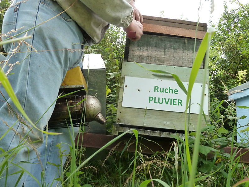 La ruche Pluvier
