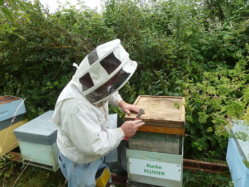 La ruche Pluvier