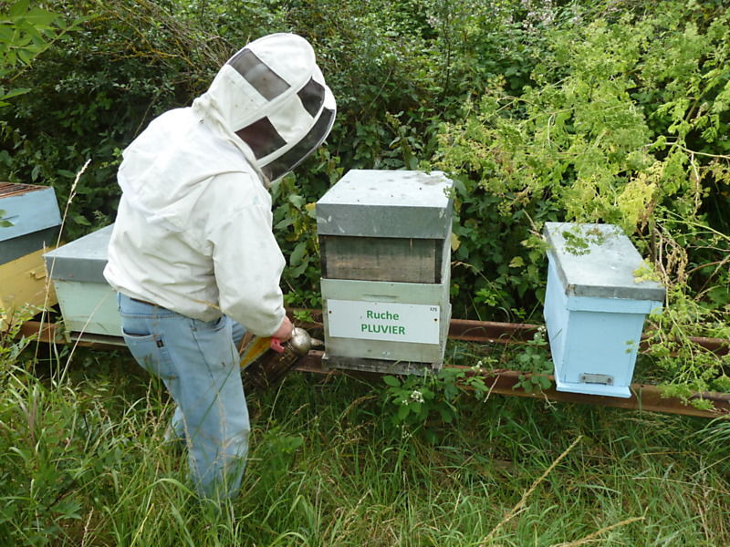 La ruche Pluvier