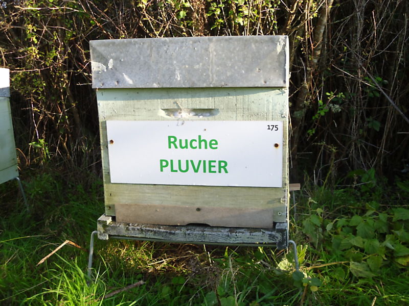 La ruche Pluvier