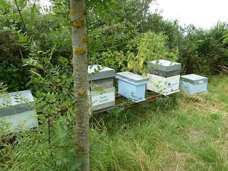 La ruche Pluvier