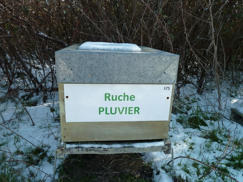 La ruche Pluvier