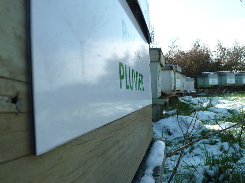 La ruche Pluvier