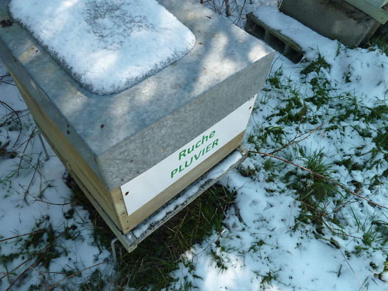 La ruche Pluvier