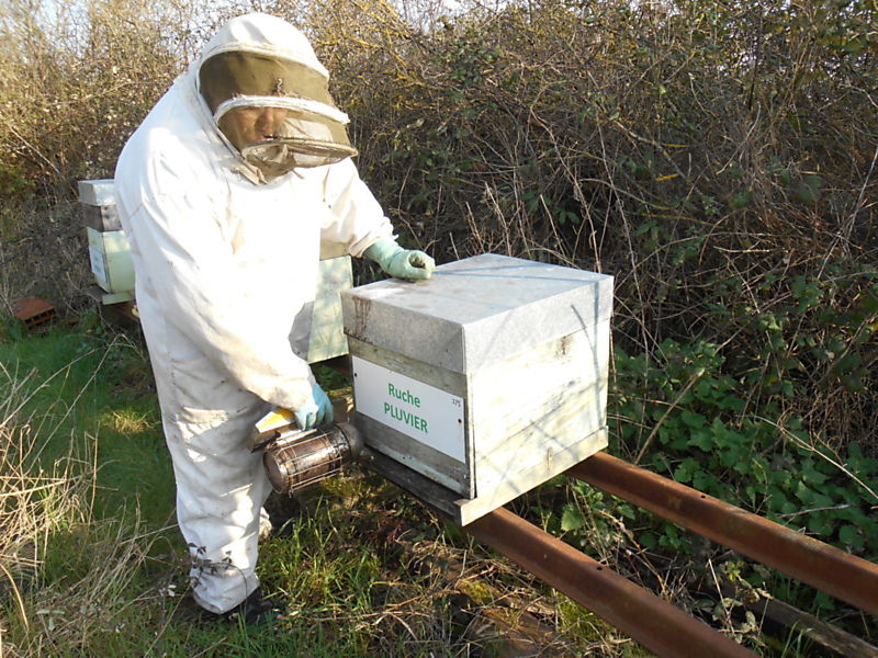 La ruche Pluvier