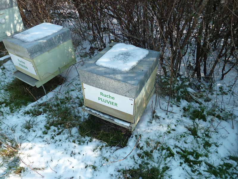 La ruche Pluvier