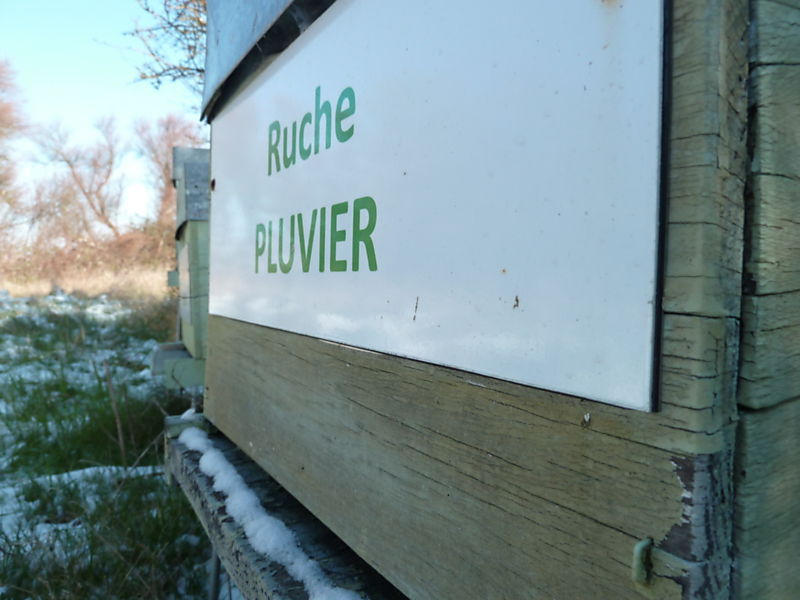 La ruche Pluvier