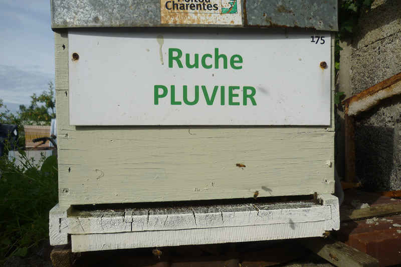 La ruche Pluvier