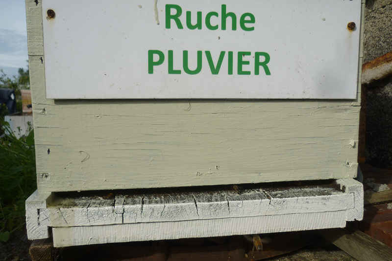 La ruche Pluvier