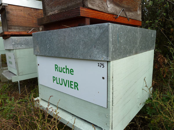 La ruche Pluvier