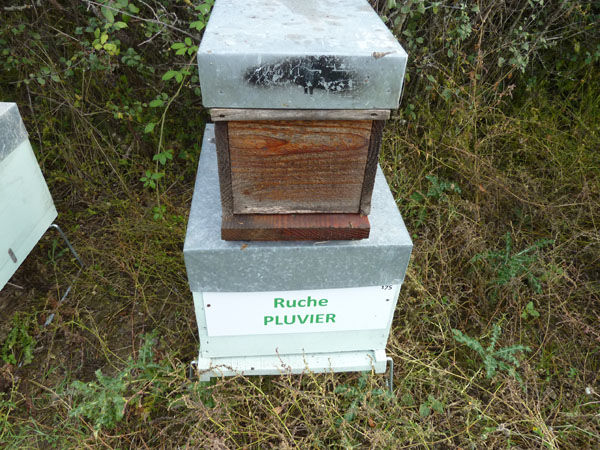 La ruche Pluvier