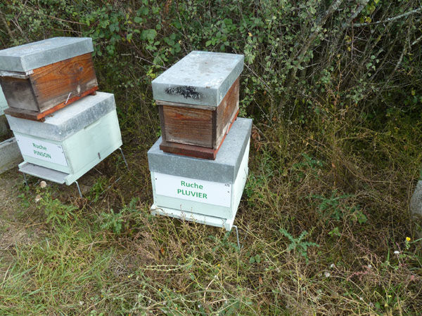 La ruche Pluvier
