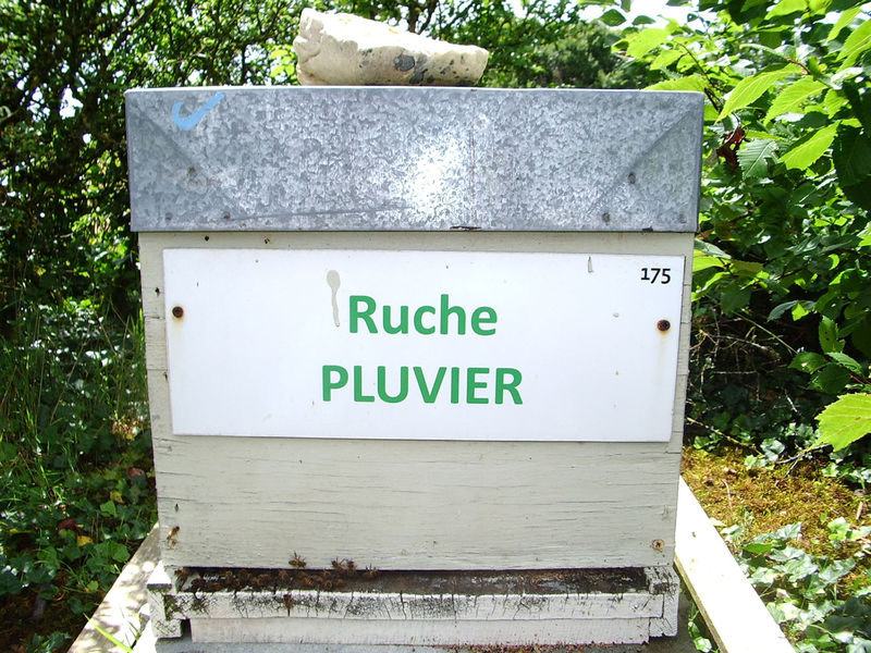 La ruche Pluvier