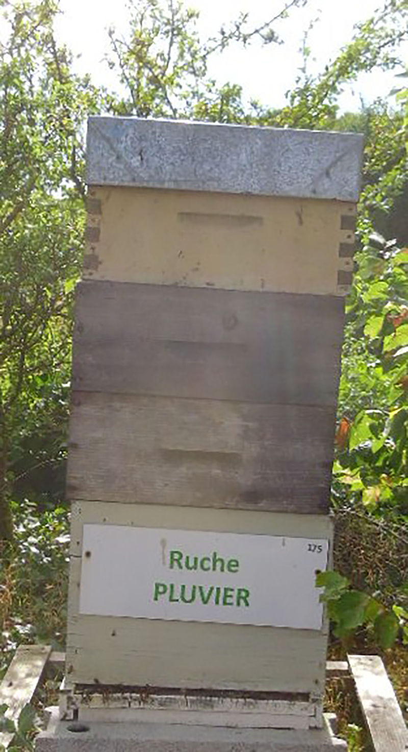 La ruche Pluvier
