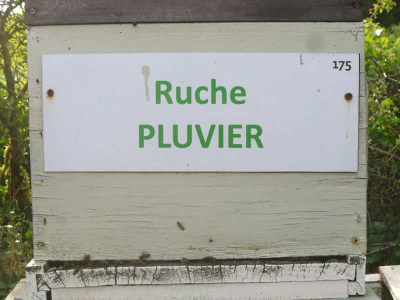 La ruche Pluvier