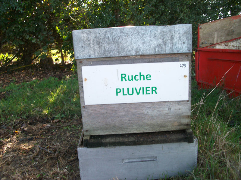La ruche Pluvier
