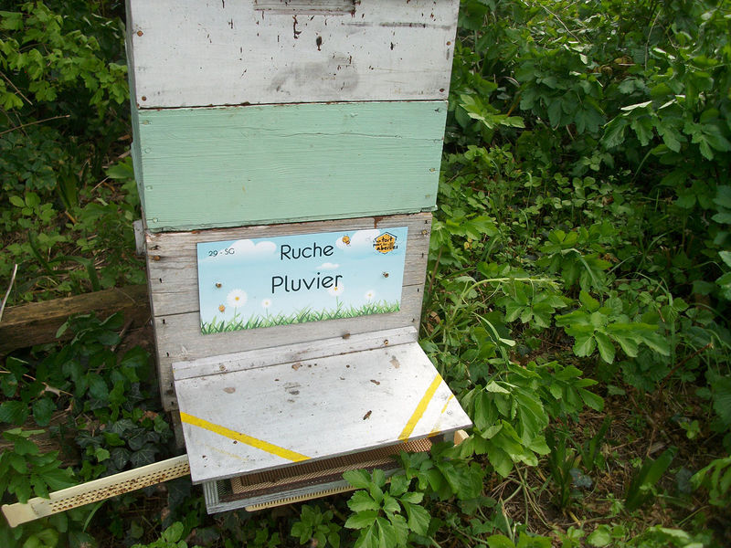 La ruche Pluvier