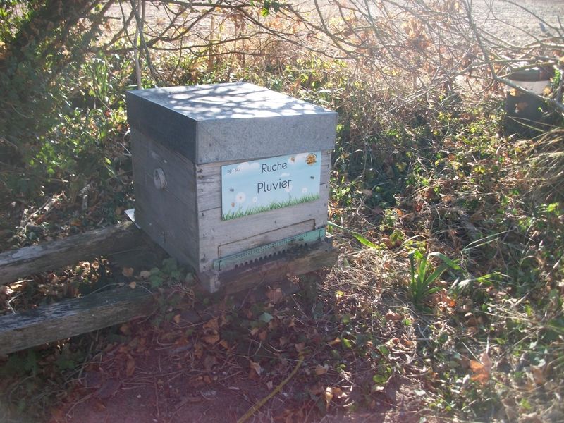 La ruche Pluvier
