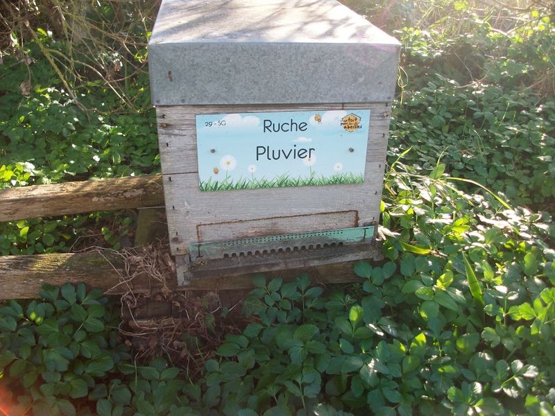 La ruche Pluvier