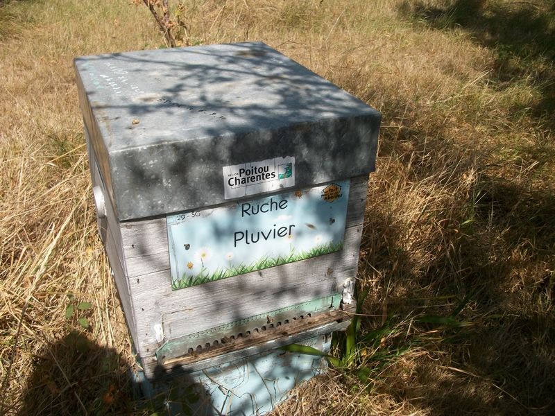 La ruche Pluvier