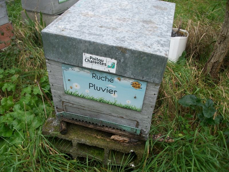 La ruche Pluvier