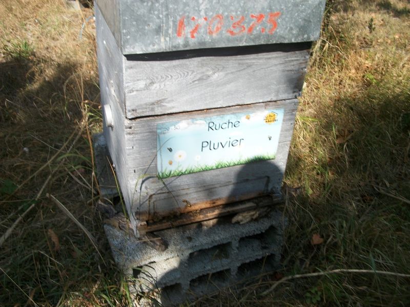 La ruche Pluvier