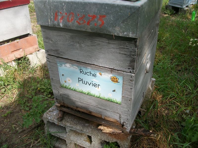 La ruche Pluvier