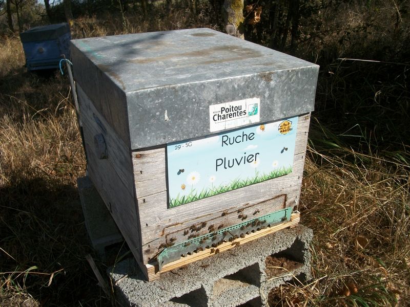 La ruche Pluvier
