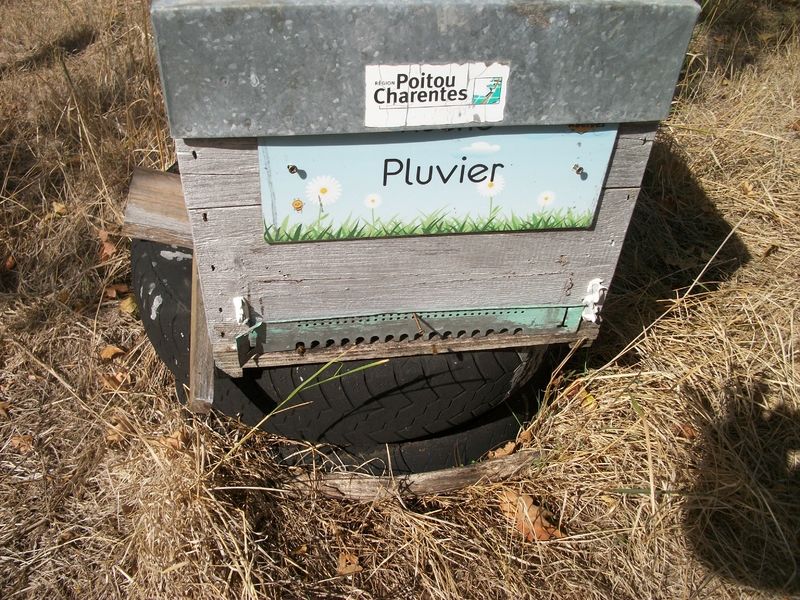 La ruche Pluvier