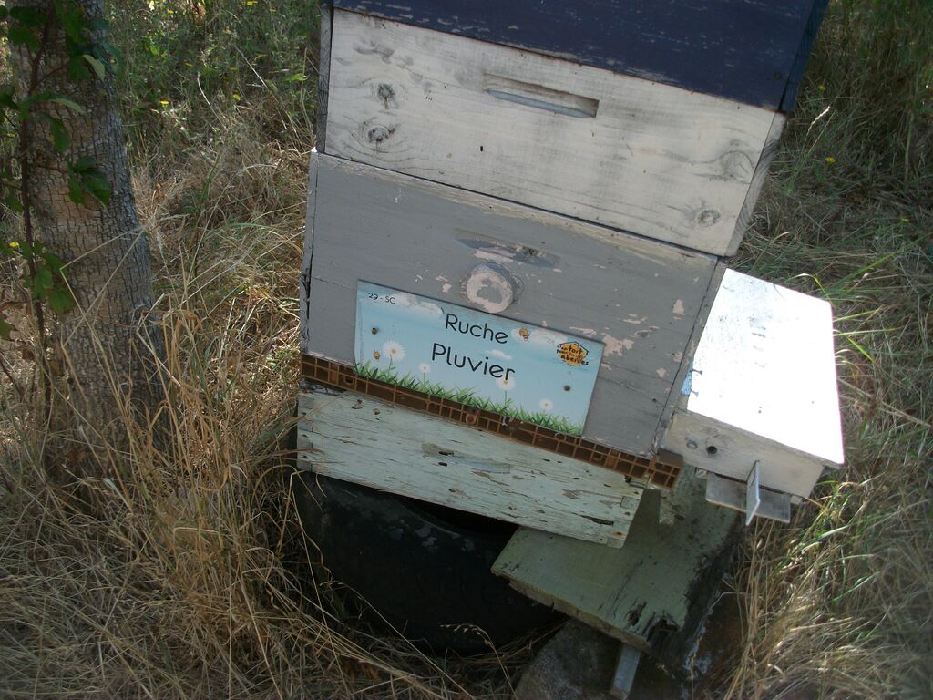 La ruche Pluvier