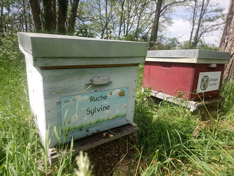 La ruche Sylvine