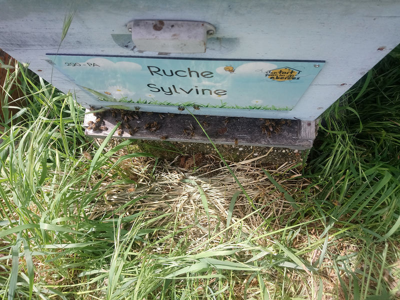 La ruche Sylvine
