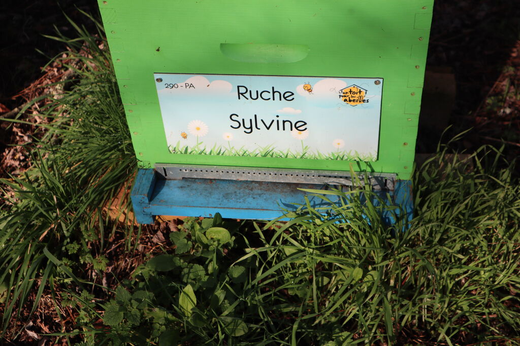 La ruche Sylvine