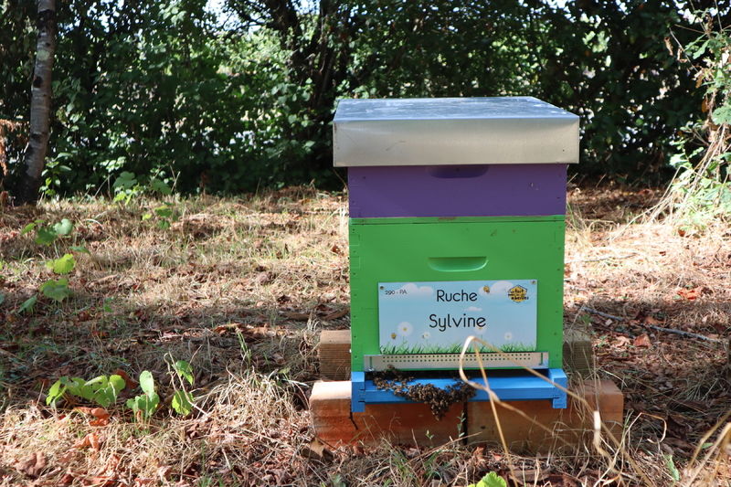 La ruche Sylvine