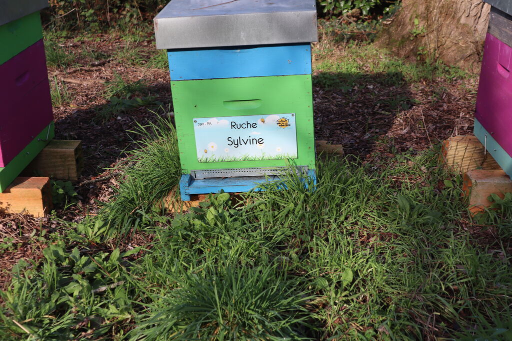 La ruche Sylvine