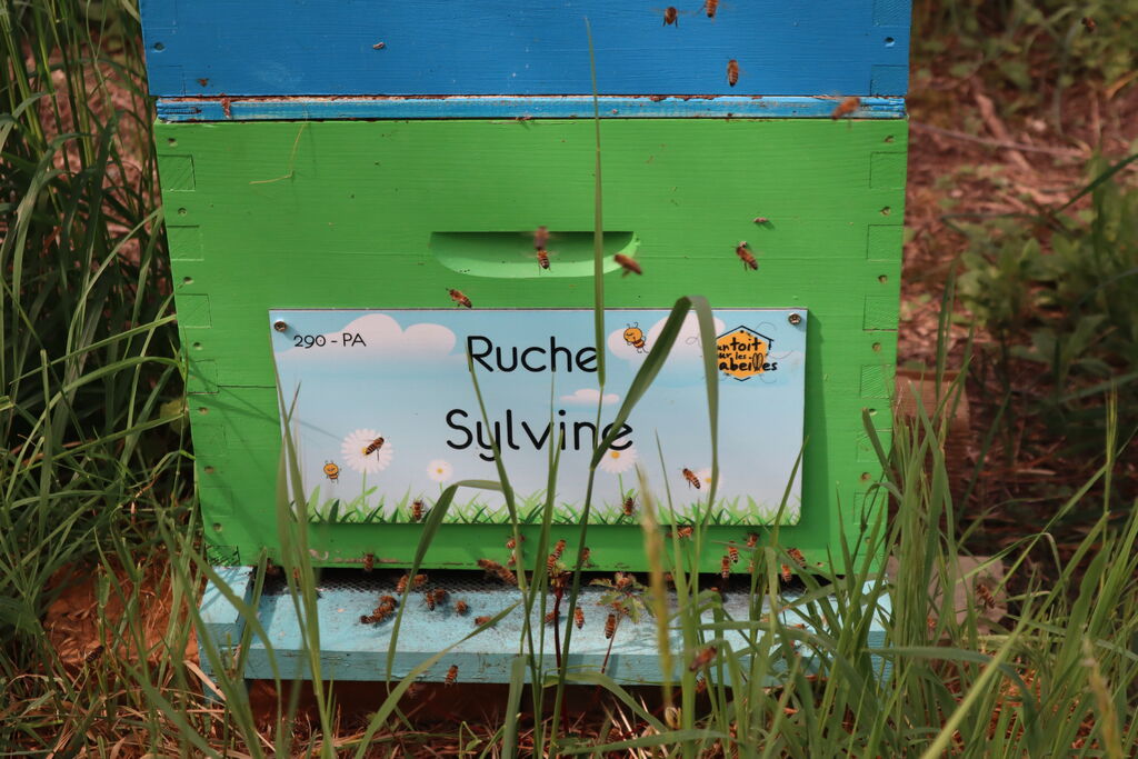 La ruche Sylvine