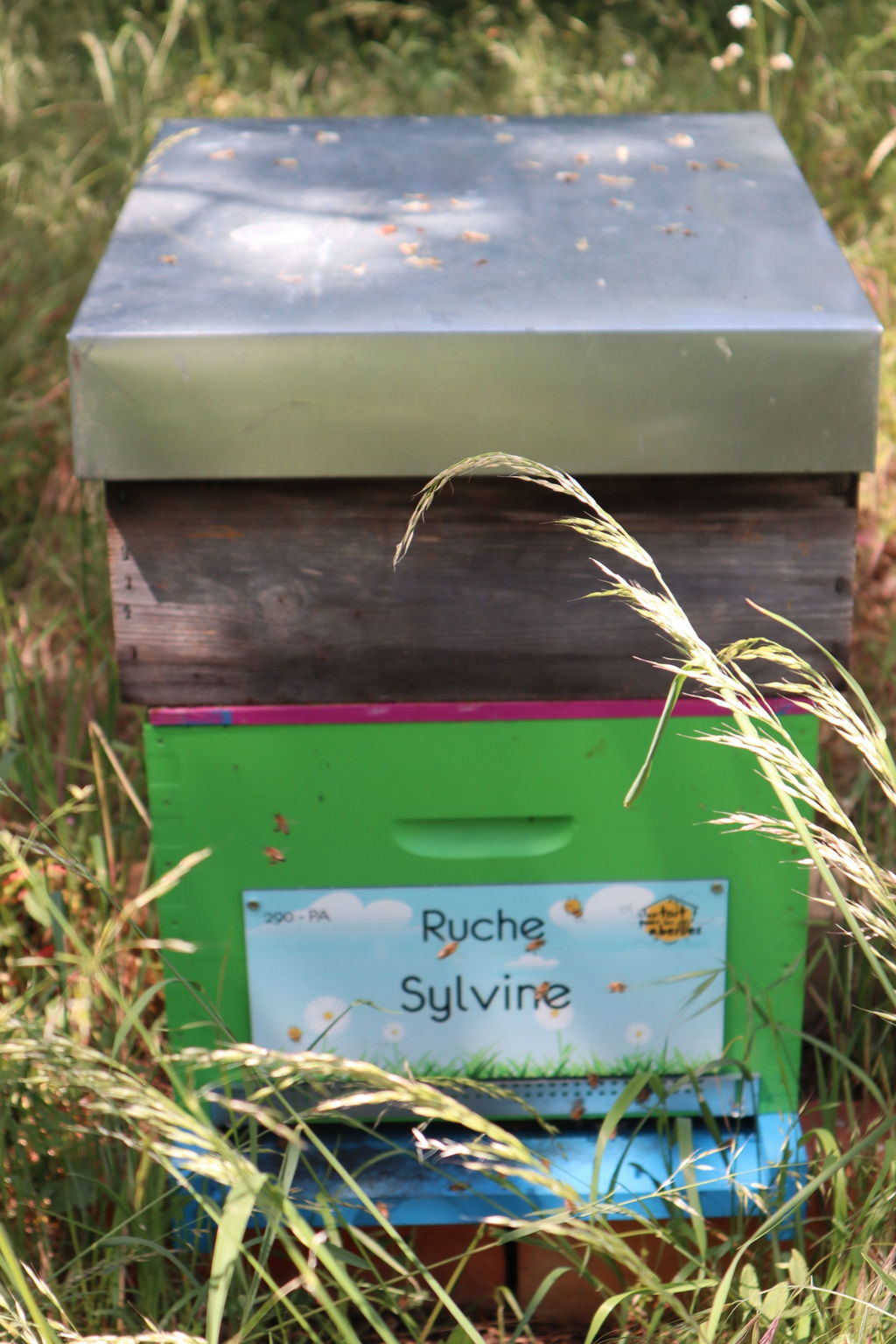 La ruche Sylvine