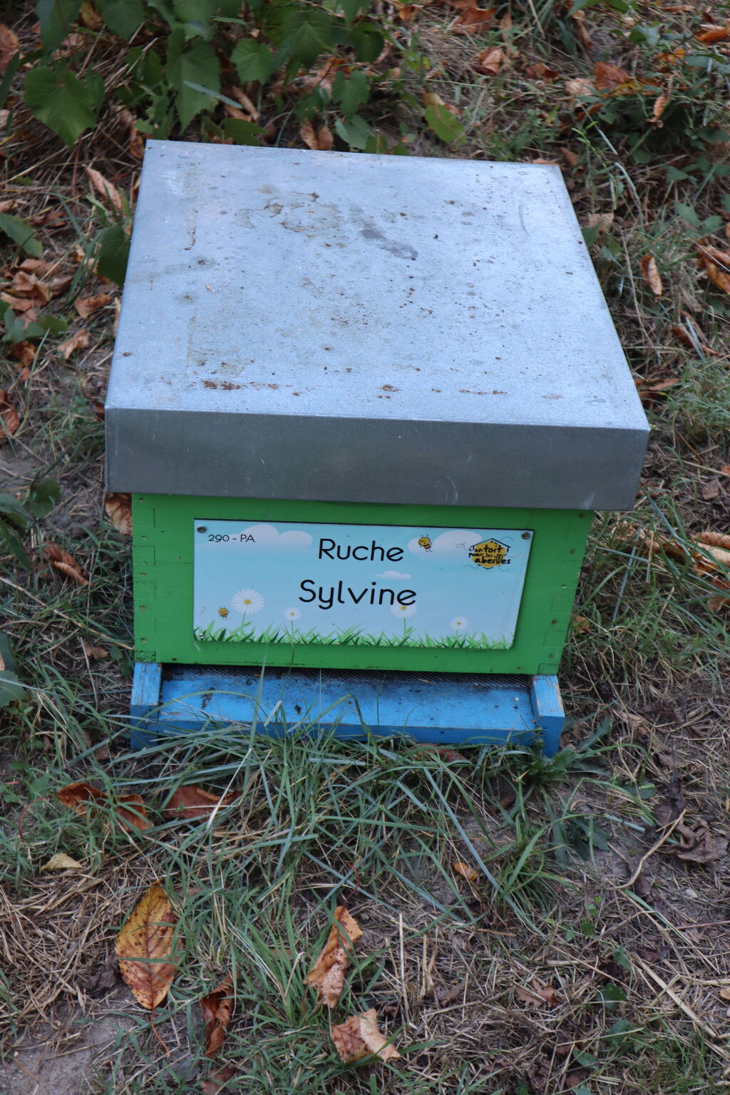 La ruche 
