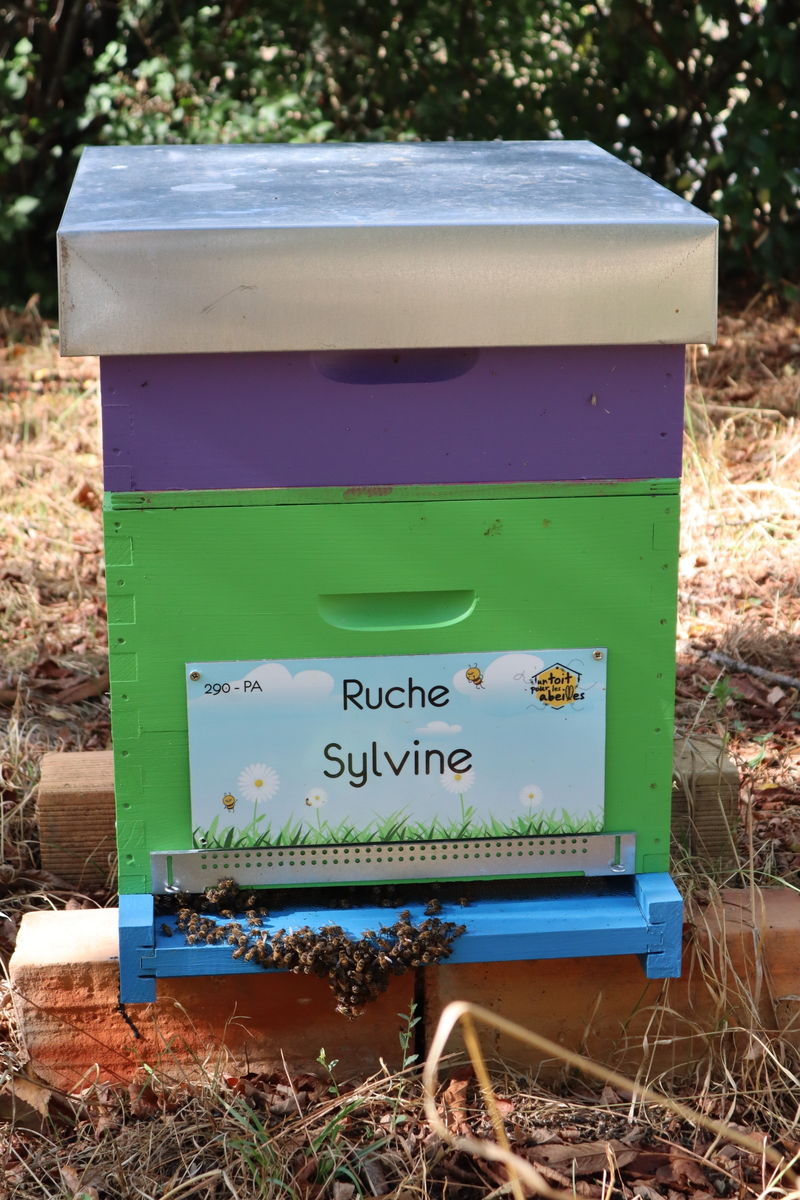 La ruche Sylvine