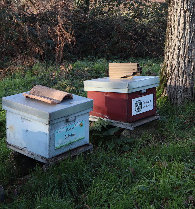 La ruche Sylvine