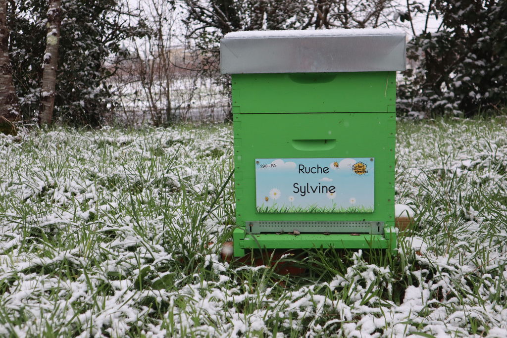 La ruche Sylvine