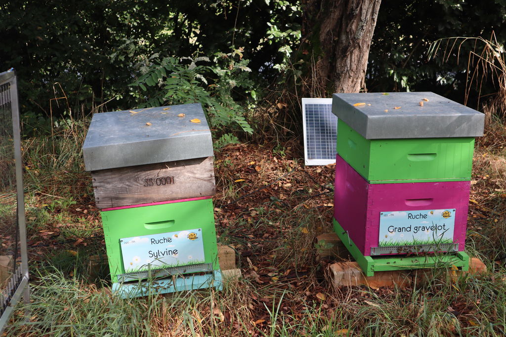 La ruche Sylvine