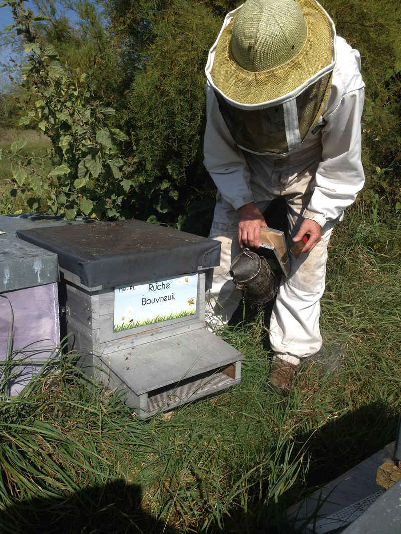 La ruche Bouvreuil