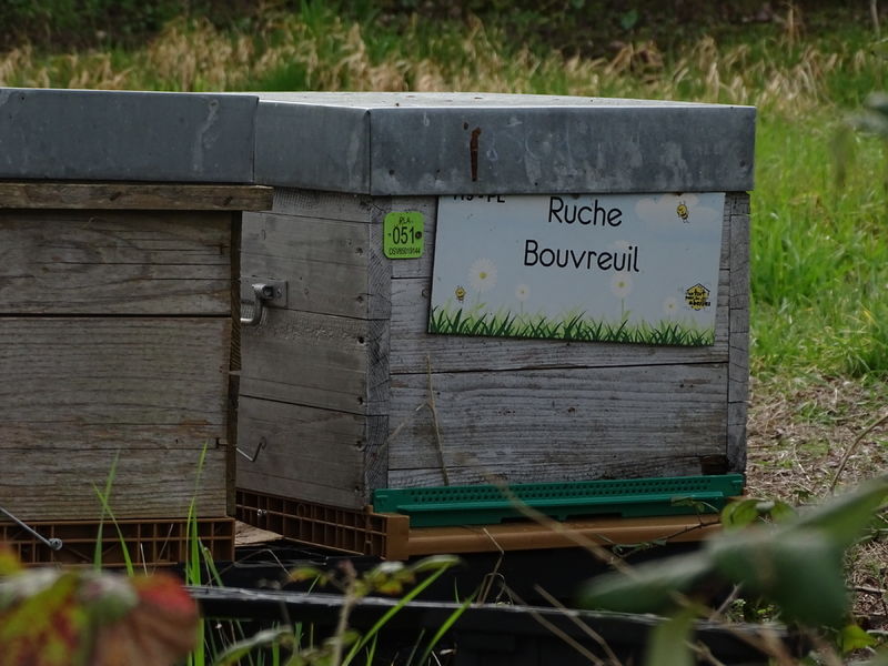 La ruche Bouvreuil