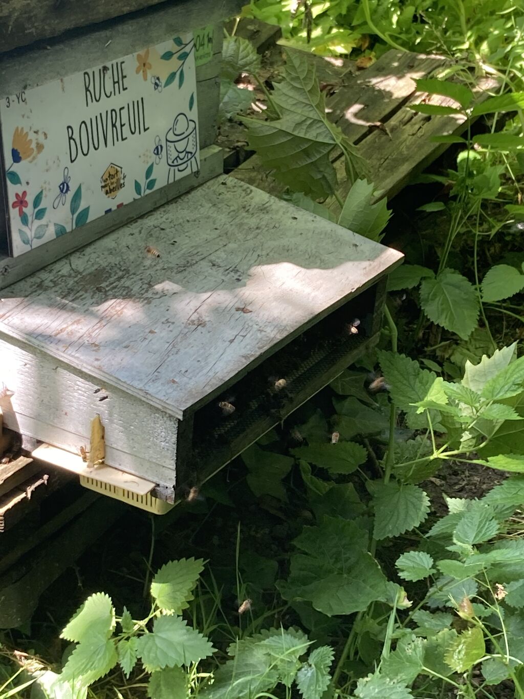 La ruche Bouvreuil