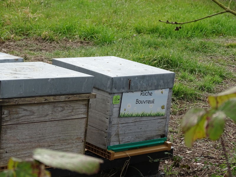 La ruche Bouvreuil